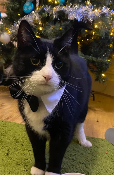 ボリス、タキシード猫がボウタイを着けてクリスマスツリーの前にいます。